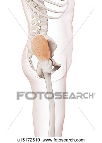 Stock Image - Human muscles. Fotosearch