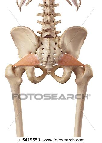 Human muscles View Large Photo Image Stock Image - Human muscles. Fotosearch