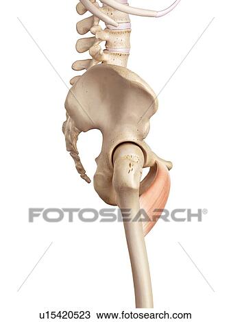Human muscles View Large Photo Image Stock Image - Human muscles. Fotosearch