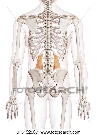 Human muscles View Large Photo Image Stock Photo - Human muscles. Fotosearch