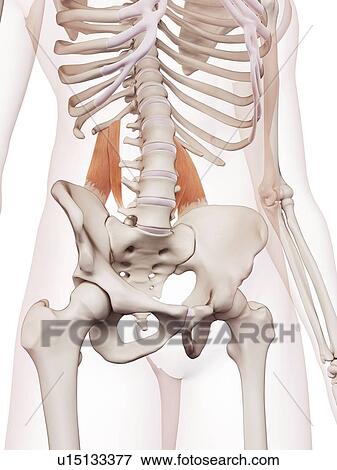Human muscles View Large Photo Image Stock Photo - Human muscles. Fotosearch