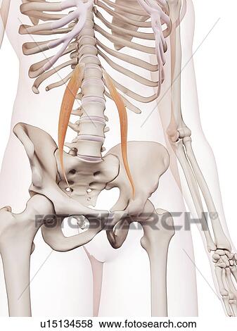 Stock Photo - Human muscles. Fotosearch