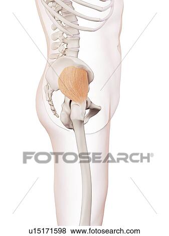 Stock Photo - Human muscles. Fotosearch