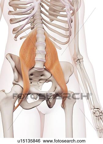Stock Photograph - Human muscles. Fotosearch