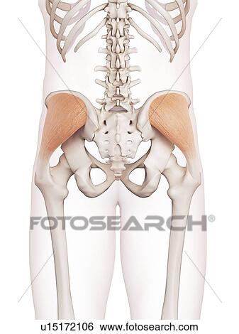 Stock Photograph - Human muscles. Fotosearch