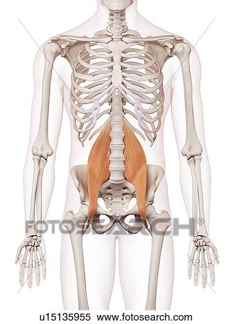Stock Photography - Human muscles. Fotosearch