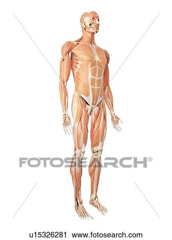 Stock Image - Human muscular system. Fotosearch
