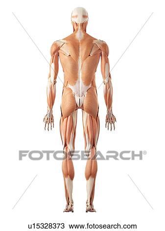 Stock Image - Human muscular system. Fotosearch