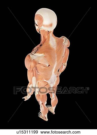 Stock Photo - Human muscular system. Fotosearch