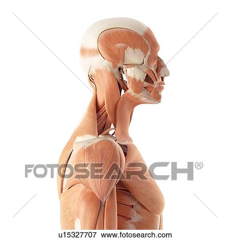 Human muscular system View Large Photo Image Stock Photo - Human muscular system. Fotosearch