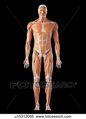 Human muscular system View Large Photo Image Stock Photograph - Human muscular system. Fotosearch