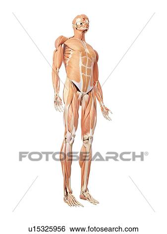 Stock Photograph - Human muscular system. Fotosearch