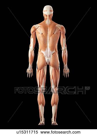 Stock Photography - Human muscular system. Fotosearch