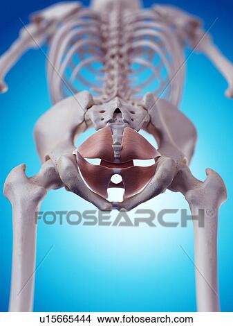 Picture - Human neck anatomy. Fotosearch