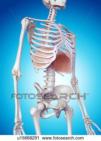Human neck anatomy View Large Photo Image Stock Image - Human neck anatomy. Fotosearch
