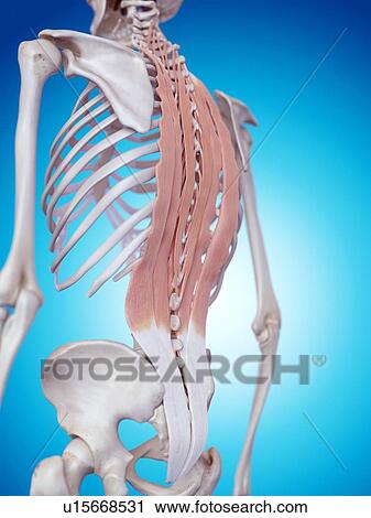Stock Image - Human neck anatomy. Fotosearch