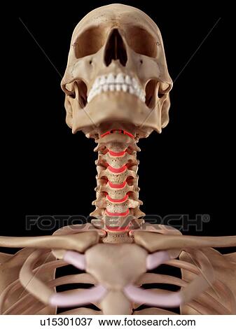 Stock Photo - Human neck anatomy. Fotosearch