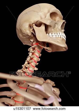 Stock Photo - Human neck anatomy. Fotosearch