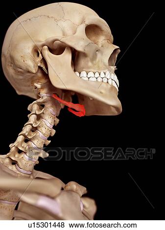 Stock Photo - Human neck anatomy. Fotosearch