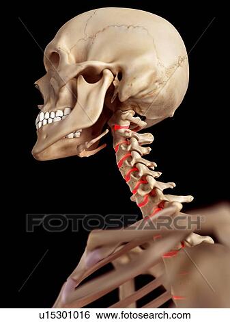Stock Photograph - Human neck anatomy. Fotosearch