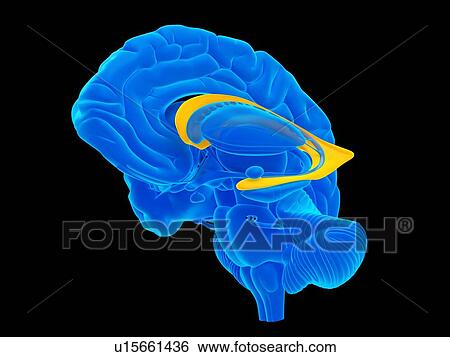 Stock Photograph - Human neck anatomy. Fotosearch