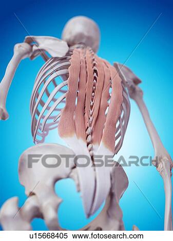Stock Photography - Human neck anatomy. Fotosearch