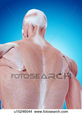Human neck and back anatomy View Large Photo Image Picture - Human neck and back anatomy. Fotosearch