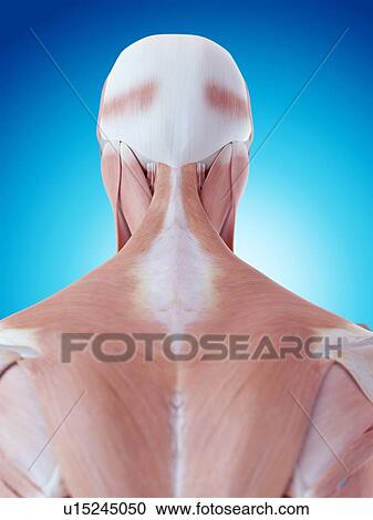 Stock Image - Human neck and back anatomy. Fotosearch