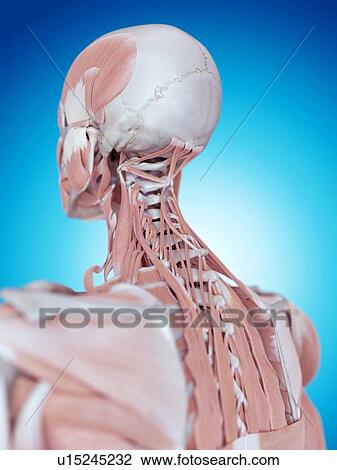 Human neck and back anatomy View Large Photo Image Stock Image - Human neck and back anatomy. Fotosearch