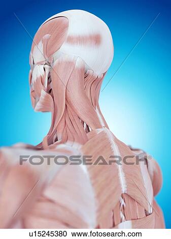 Stock Image - Human neck and back anatomy. Fotosearch