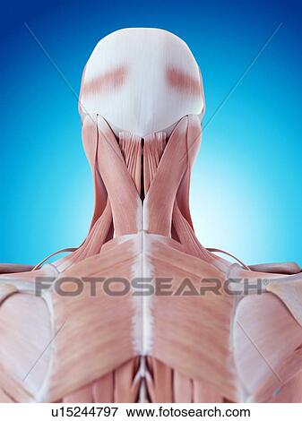 Stock Photo - Human neck and back anatomy. Fotosearch