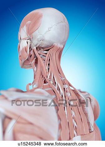 Human neck and back anatomy View Large Photo Image Stock Photo - Human neck and back anatomy. Fotosearch