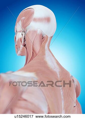 Stock Photo - Human neck and back anatomy. Fotosearch
