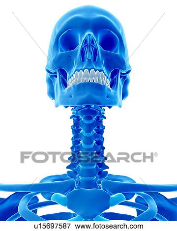 Human neck and skull View Large Photo Image Stock Photo - Human neck and skull. Fotosearch