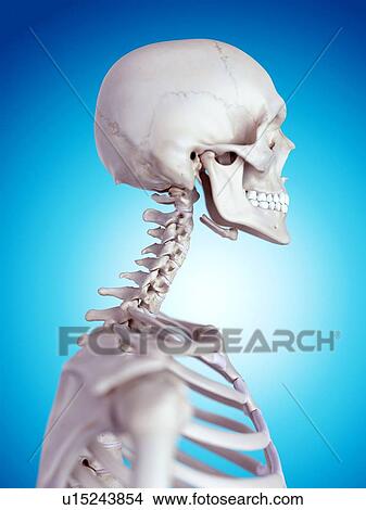 Human neck bones View Large Photo Image Picture - Human neck bones. Fotosearch