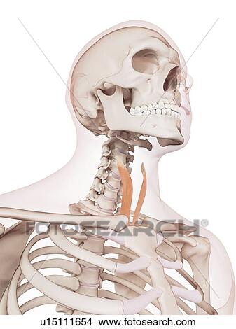 Picture - Human neck muscles. Fotosearch