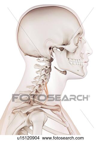 Human neck muscles View Large Photo Image Picture - Human neck muscles. Fotosearch