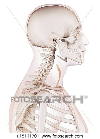Stock Image - Human neck muscles. Fotosearch