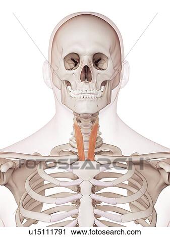 Stock Image - Human neck muscles. Fotosearch