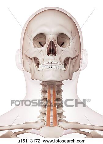 Stock Image - Human neck muscles. Fotosearch