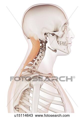 Stock Image - Human neck muscles. Fotosearch