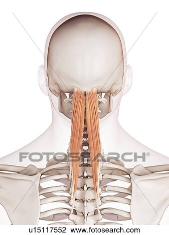 Human neck muscles View Large Photo Image Stock Image - Human neck muscles. Fotosearch
