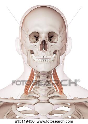 Human neck muscles View Large Photo Image Stock Image - Human neck muscles. Fotosearch