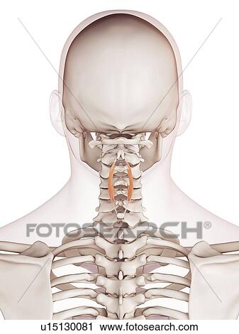 Human neck muscles View Large Photo Image Stock Image - Human neck muscles. Fotosearch