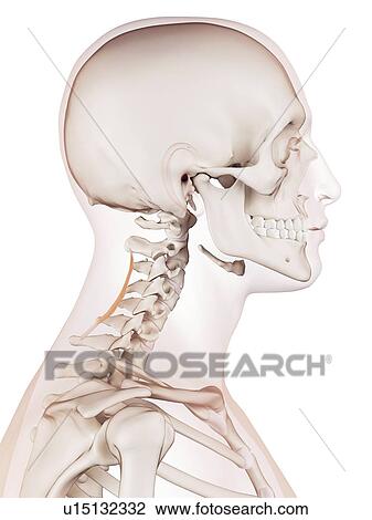 Stock Image - Human neck muscles. Fotosearch