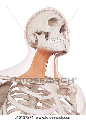 Human neck muscles View Large Photo Image Stock Image - Human neck muscles. Fotosearch