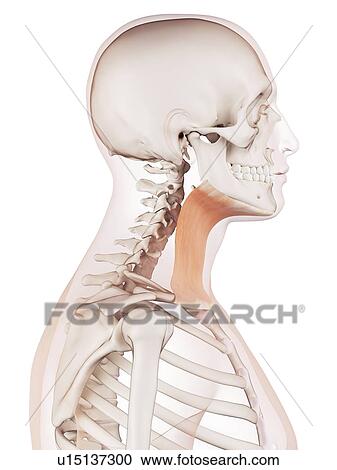 Stock Image - Human neck muscles. Fotosearch