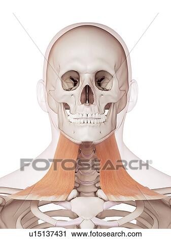 Stock Image - Human neck muscles. Fotosearch