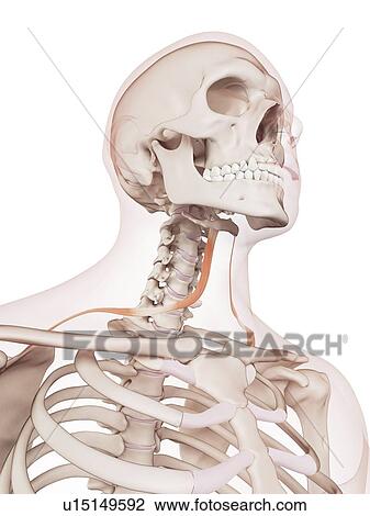 Stock Image - Human neck muscles. Fotosearch