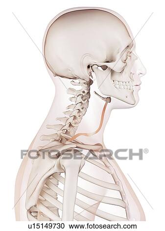 Stock Image - Human neck muscles. Fotosearch